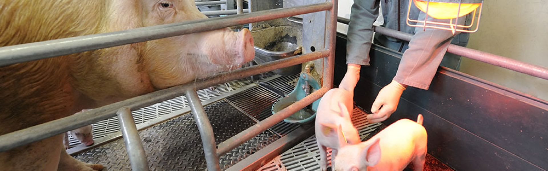 Virus influenza de la grippe du porc : éviter la transmission entre animaux et humains