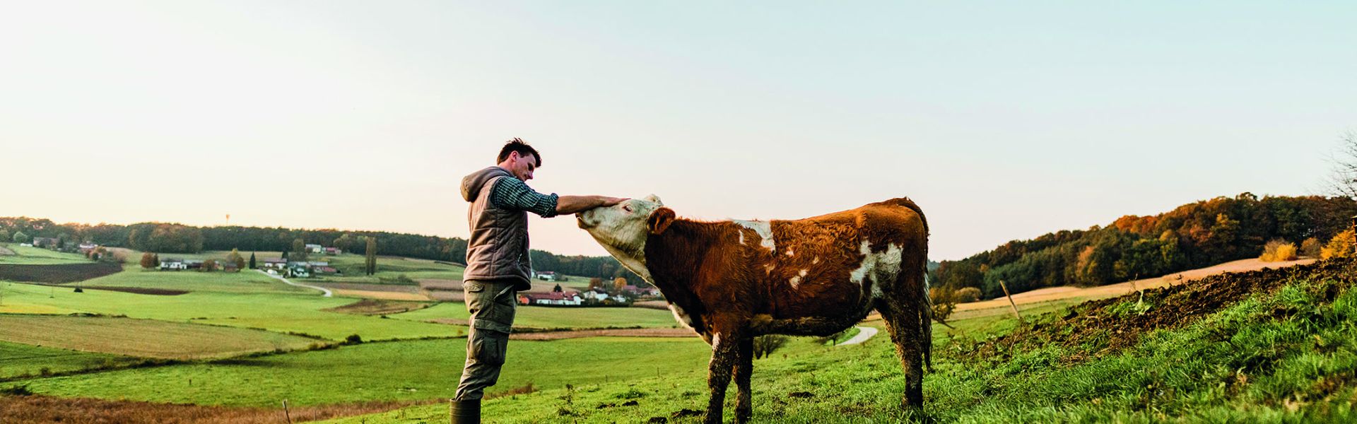 Vache et homme