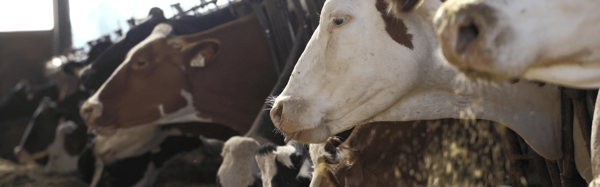 Cas de fièvre aphteuse en Allemagne : le Laboratoire de santé animale de l’Anses pleinement mobilisé