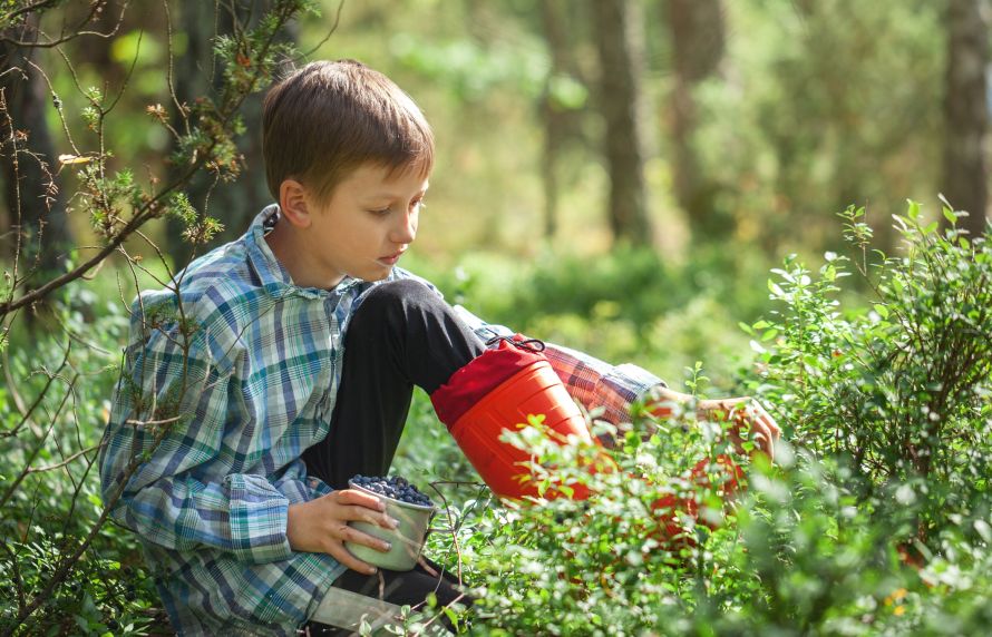 plantes toxiques